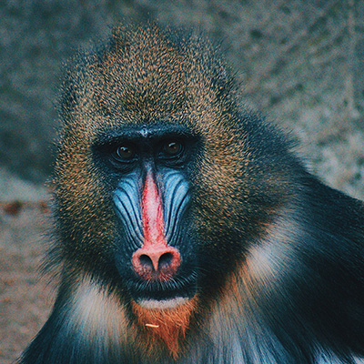 Foto macaco