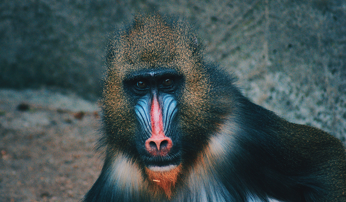 Foto macaco